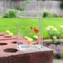 Cargar y reproducir el video en el visor de la galería, Orange Koi Glass Belly Guppy Pair
