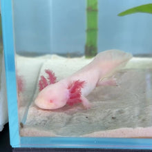 Load and play video in Gallery viewer, Albino Axolotl
