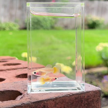 Cargar y reproducir el video en el visor de la galería, Banana Glass Belly Guppy Pair
