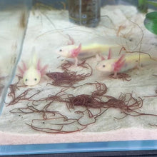 Cargar y reproducir el video en el visor de la galería, GFP Lucy Axolotl
