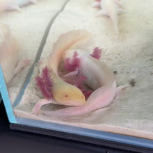 Load and play video in Gallery viewer, Albino Axolotl
