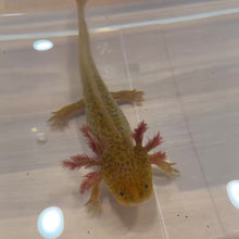 Load and play video in Gallery viewer, Cheeto - GFP Copper Axolotl | WYSIWYG
