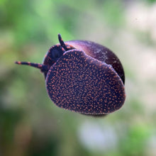 Load and play video in Gallery viewer, [pre-order] Blueberry Snail (Viviparus sp.)
