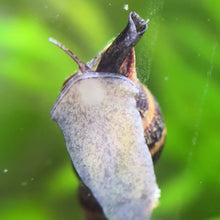 Cargar y reproducir el video en el visor de la galería, Assassin Snail
