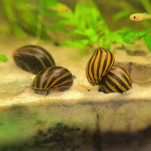 Cargar y reproducir el video en el visor de la galería, Zebra Nerite Snail
