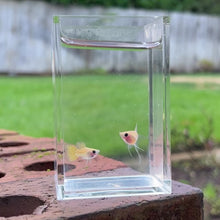 Cargar y reproducir el video en el visor de la galería, Ribboned Gold Lace Glass Belly Guppy Pair
