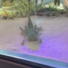 Load and play video in Gallery viewer, GFP Melanoid Axolotl
