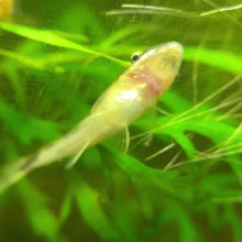 Load and play video in Gallery viewer, Otocinclus Catfish | Algae Eater
