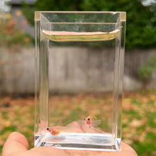 Load and play video in Gallery viewer, Ribboned Shark Fin Glass Belly Guppy Pair
