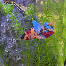 Cargar y reproducir el video en el visor de la galería, Candy Galaxy Male Betta | WYSIWYG
