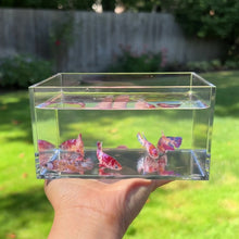 Cargar y reproducir el video en el visor de la galería, Koi Marble Betta Sorority Pack
