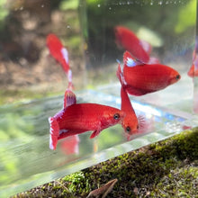 Load and play video in Gallery viewer, Red Star Betta Sorority Pack
