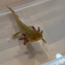 Load and play video in Gallery viewer, Cheeto - GFP Copper Axolotl | WYSIWYG
