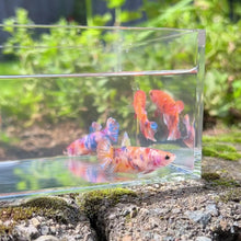 Load and play video in Gallery viewer, Nemo Galaxy Betta Sorority Pack
