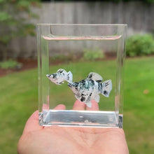 Load and play video in Gallery viewer, Marble Blue Eye Balloon Molly Pair
