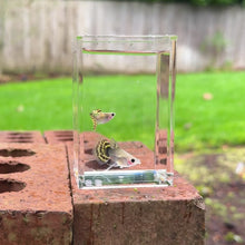 Load and play video in Gallery viewer, Ribboned Blossom Glass Belly Guppy Pair
