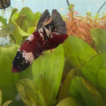 Cargar y reproducir el video en el visor de la galería, Black Galaxy Male Betta | WYSIWYG
