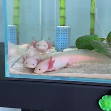 Load and play video in Gallery viewer, Leucistic (Lucy) Axolotl

