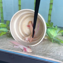 Load and play video in Gallery viewer, Albino Axolotl
