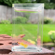Cargar y reproducir el video en el visor de la galería, Yellow Lace Glass Belly Guppy Pair
