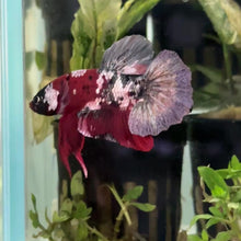 Cargar y reproducir el video en el visor de la galería, Black Galaxy Male Betta | WYSIWYG
