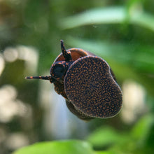 Load and play video in Gallery viewer, [pre-order] Blueberry Snail (Viviparus sp.)
