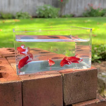 Load and play video in Gallery viewer, Red Star Betta Sorority Pack
