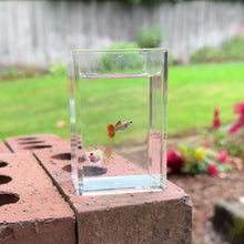 Load and play video in Gallery viewer, Jaguar Glass Belly Guppy Pair
