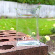 Load and play video in Gallery viewer, Leopard Glass Belly Guppy Pair
