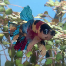 Cargar y reproducir el video en el visor de la galería, Candy Galaxy Male Betta | WYSIWYG
