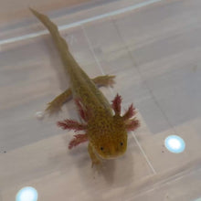Load and play video in Gallery viewer, Cheeto - GFP Copper Axolotl | WYSIWYG
