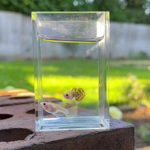 Load and play video in Gallery viewer, Ribboned Cobra Mosaic Glass Belly Guppy Pair

