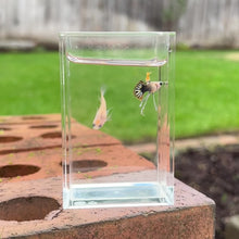 Cargar y reproducir el video en el visor de la galería, Ribboned Tucan Glass Belly Guppy Pair
