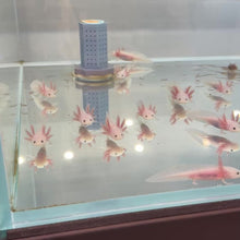 Load and play video in Gallery viewer, Baby Leucistic (Lucy) Axolotl
