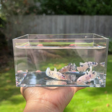 Cargar y reproducir el video en el visor de la galería, Blue Marble Dot Betta Sorority Pack
