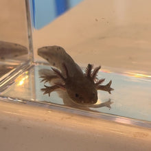 Load and play video in Gallery viewer, Baby Melanoid Axolotl
