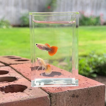 Load and play video in Gallery viewer, Ribboned Dragon Mosaic Glass Belly Guppy Pair
