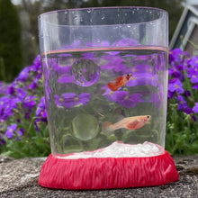 Load and play video in Gallery viewer, Glass Belly Guppy Pair
