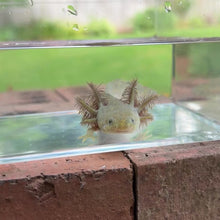 Load and play video in Gallery viewer, Hypomelanistic Axolotl

