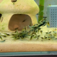 Cargar y reproducir el video en el visor de la galería, Blue Jelly Shrimp | Neocaridina
