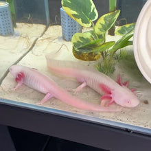 Load and play video in Gallery viewer, Proven Breeder Pair of Axolotls | WYSIWYG
