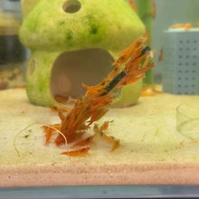 Cargar y reproducir el video en el visor de la galería, Orange Sunkist Shrimp | Neocaridina

