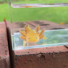 Cargar y reproducir el video en el visor de la galería, Hypomelanistic Copper Axolotl
