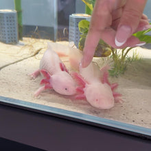 Load and play video in Gallery viewer, Proven Breeder Pair of Axolotls | WYSIWYG
