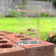 Load and play video in Gallery viewer, Short Dragon Mosaic Glass Belly Guppy Pair
