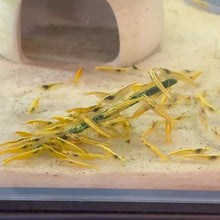 Cargar y reproducir el video en el visor de la galería, Goldenback Shrimp | Neocaridina
