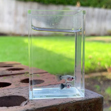 Cargar y reproducir el video en el visor de la galería, Silver Fox Glass Belly Guppy Pair
