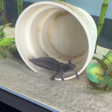 Load and play video in Gallery viewer, Melanoid Axolotl
