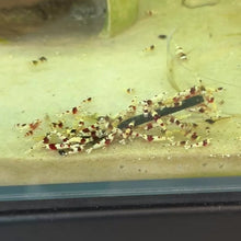 Cargar y reproducir el video en el visor de la galería, Crystal Red Shrimp | Caridina cantonensis
