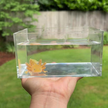 Cargar y reproducir el video en el visor de la galería, Hypomelanistic Copper Axolotl
